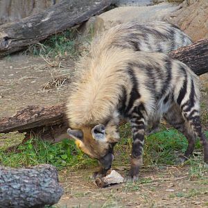 Striped hyenas - Predators of Asia & Africa