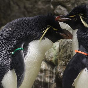Southern Rockhopper penguins - Penguins