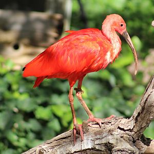 Scarlet ibis - Wild Texas