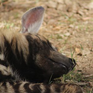 Sleepy striped hyena - Predators of Asia & Africa