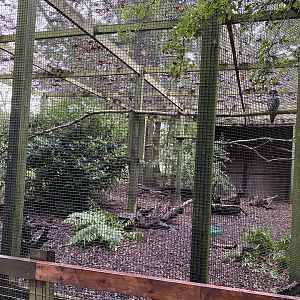 Great grey owl aviary, owl wood, ZSL Whipsnade