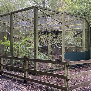 Ural owl aviary, owl wood, ZSL Whipsnade