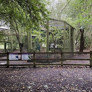 Red tailed laughing thrush and Vietnam pheasant enclosure, owl wood, ZSL Whipsnade
