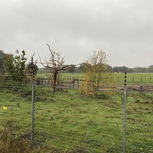 Viewing glass in the new windows - babirusa and langurs ZSL Whipsnade