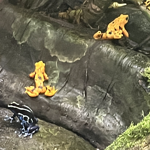 Poison dart frog ID