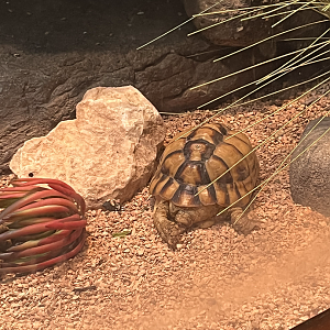 Tortoise ID