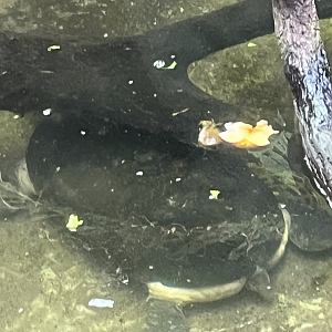 Turtle ID