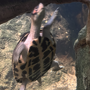 Turtle ID