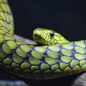 Oct. 2023 - Herpetarium - Western Green Mamba