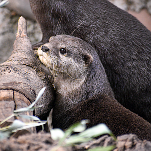 Oct. 2023 - Otter Outpost - Asian Small-clawed Otter