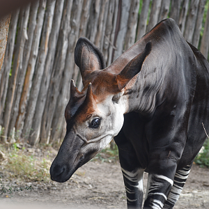 Oct. 2023 - Wilds of Africa - Hippo Outpost - Okapi