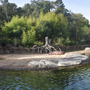 Oct. 2023 - Wilds of Africa - Hippo Outpost Panorama - Hippo + Okapi Exhibits