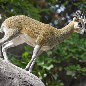 Oct. 2023 - Wilds of Africa - Klipspringer