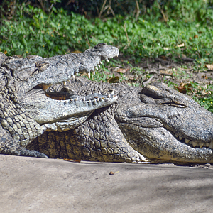Oct. 2023 - Wilds of Africa - Nile Crocodile