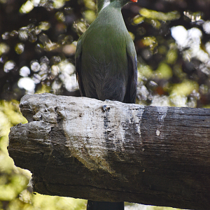 Oct. 2023 - Wilds of Africa - Forest Aviary - White-cheeked Turaco
