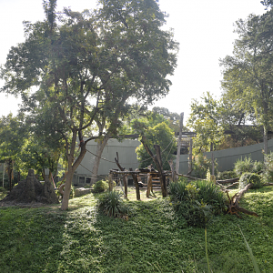 Oct. 2023 - Wilds of Africa - Chimpanzee Forest