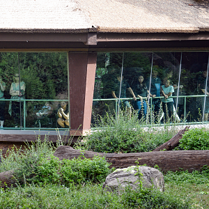 Oct. 2023 - Wilds of Africa - Gorilla Bachelor Exhibit