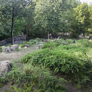 Oct. 2023 - Wilds of Africa - Gorilla Bachelor Exhibit (Pano)