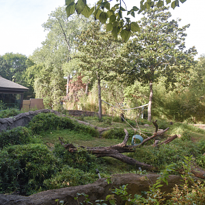 Oct. 2023 - Wilds of Africa - Gorilla Family Group Exhibit