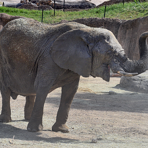 Oct. 2023 - Giants of the Savanna - Bush Elephant