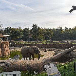 Oct. 2023 - Giants of the Savanna - Tembo Udengo Elephant Exhibit