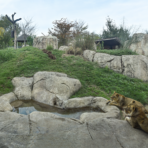 Oct. 2023 - Giants of the Savanna - Lion Exhibit (From Restaurant)