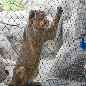 Oct. 2023 - Giants of the Savanna - Lion Demonstration