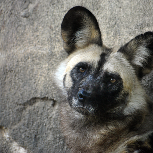 Oct. 2023 - Giants of the Savanna - African Painted Dog