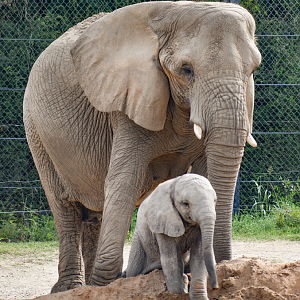 Oct. 2023 - Giants of the Savanna - Milo & Okubili