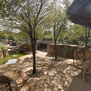 Oct. 2023 - Giants of the Savanna - Giraffe Exhibit