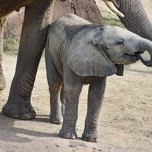 Oct. 2023 - Giants of the Savanna - Okubili