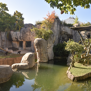 Oct. 2023 - World of Primates - Bonobo & White-cheeked Gibbon Exhibits