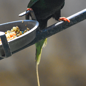 Oct. 2023 - World of Primates - Mount Goliath Lorikeet