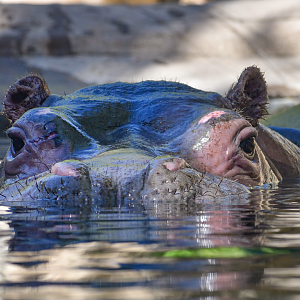 Oct. 2023 - African Savanna - Hippo