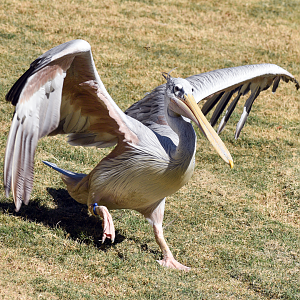 Oct. 2023 - African Savanna - Pink-backed Pelican