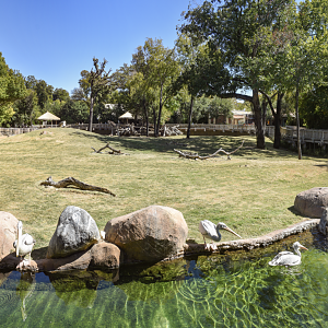 Oct. 2023 - African Savanna - Main Savanna