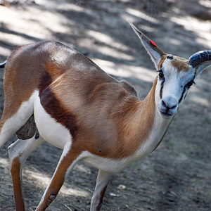 Oct. 2023 - African Savanna - Springbok