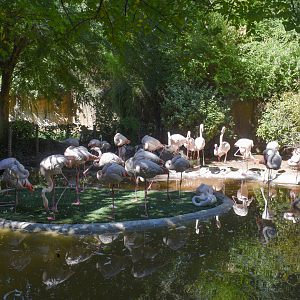 Oct. 2023 - African Savanna - Greater & Lesser Flamingo Exhibit