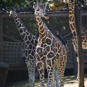 Oct. 2023 - African Savanna - Giraffes