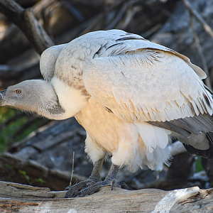 Oct. 2023 - African Savanna - Cape Vulture
