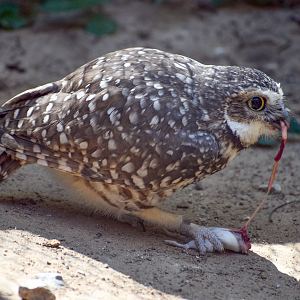 Oct. 2023 - Texas Wild! - Burrowing Owl