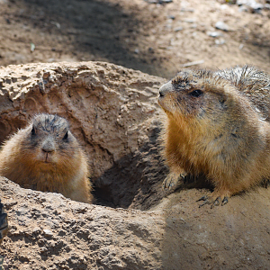 Oct. 2023 - Texas Wild! - Prairie Dogs