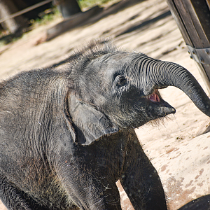 Oct. 2023 - Elephant Springs - Travis