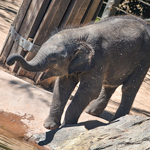 Oct. 2023 - Elephant Springs - Travis