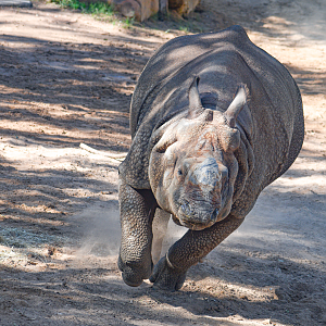 Oct. 2023 - Elephant Springs - Indian Rhino Going Full Speed