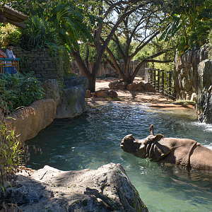 Oct. 2023 - Elephant Springs - First Indian Rhino Exhibit