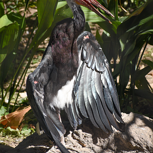 Oct. 2023 - Predators of Asia and Africa - Storm's Stork