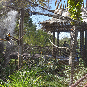 Oct. 2023 - Predators of Asia and Africa - Wrinkled Hornbill Exhibit