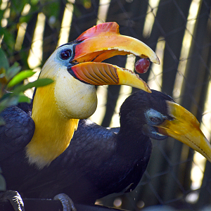 Oct. 2023 - Predators of Asia and Africa - Wrinkled Hornbill