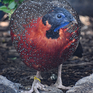 Oct. 2023 - Predators of Asia and Africa - Satyr Tragopan